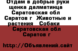 Отдам в добрые руки щенка далматинца - Саратовская обл., Саратов г. Животные и растения » Собаки   . Саратовская обл.,Саратов г.